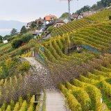 Les vignes du Lavaux comme les autres ont dû composer avec des conditions difficiles en 2024. KEYSTONE/CYRIL ZINGARO